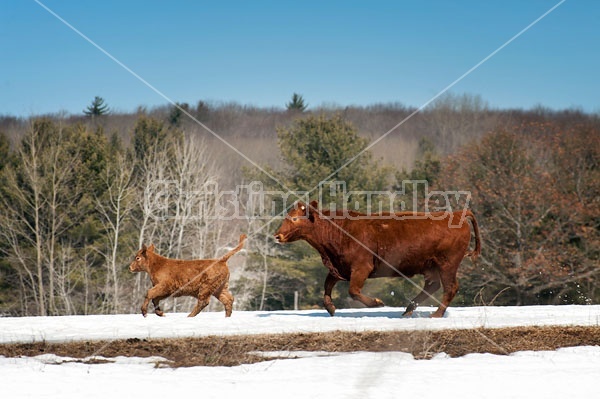 Cow and young calf running