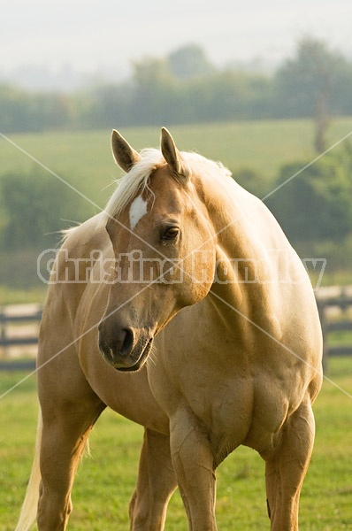 Palomino Quarter horse gelding