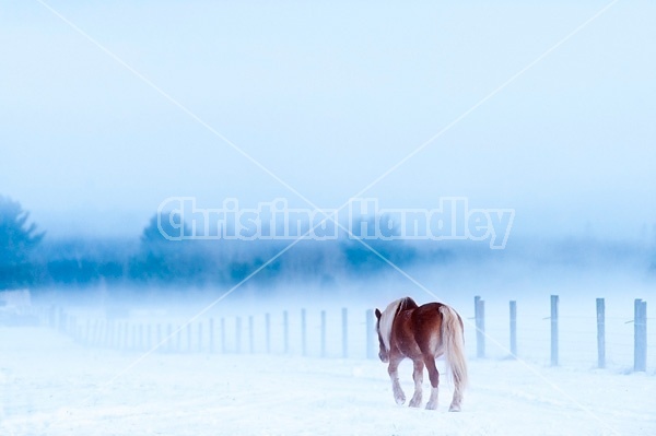 Single Belgian draft horse walking alone in snowy field