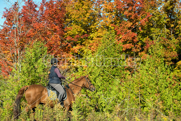 Woman riding a Chestnut Thoroughbred horse