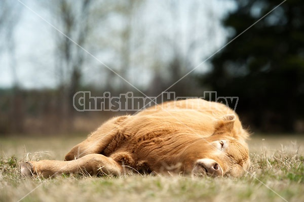 Beef calf Sleeping in the pasture