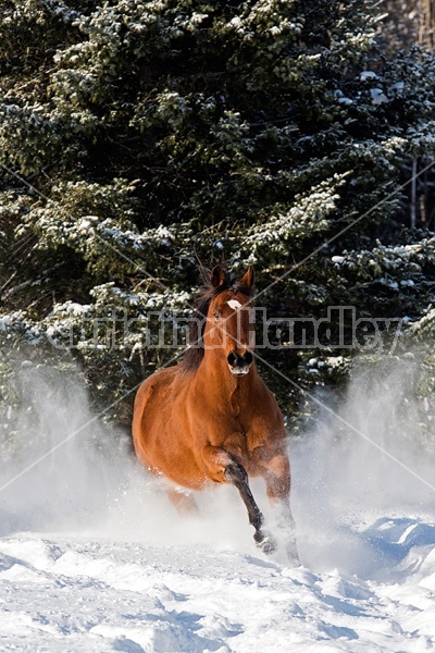 American Quarter Horse running in deep snow