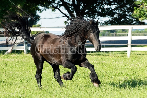 Friesian stallion