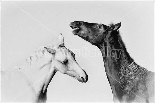 Two Rocky Mountain Horse foals 