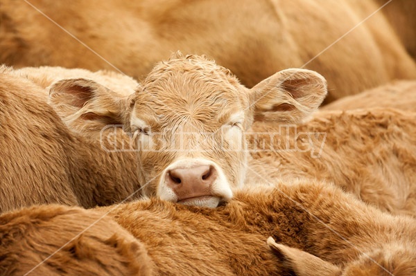 A herd of Charolais calves