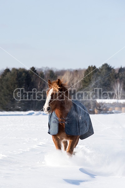 Belgian draft horse wearing a winter blanket 