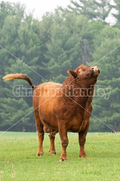 Red Angus bull on springtime pasture