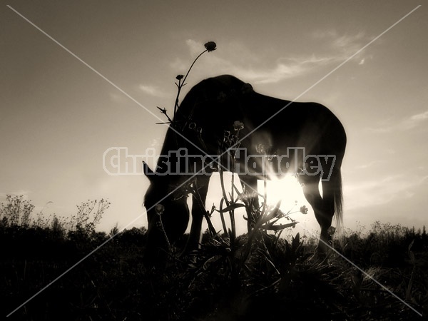 Backlit photo of horse grazing