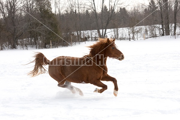 Single horse galloping through deep snow