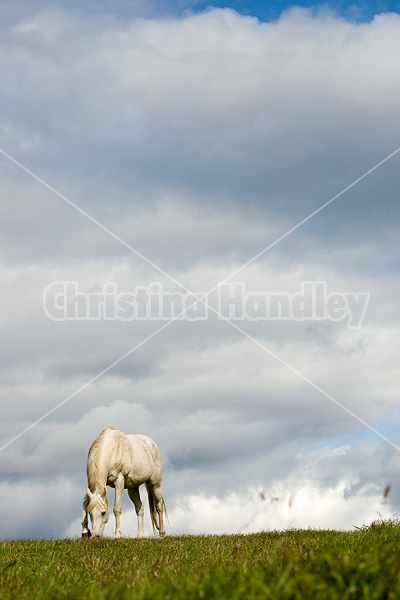 Grey horse on hilltop against big sky.