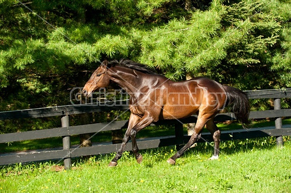 Bay Thoroughbred gelding