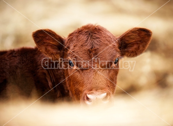 Photo of beef calf