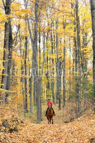 Young girl horseback riding through the autumn colored forest