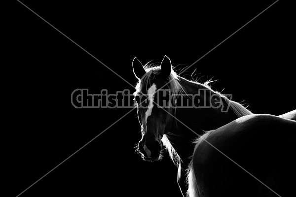 Horses in black and white backlit by the setting sun