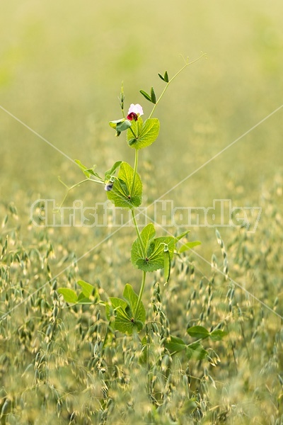 Field peas planted in with oat crop