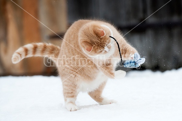 Orange barn cat playing with toy catnip mouse in the snow