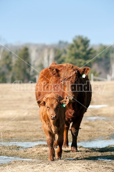 Beef Cow and Calf 