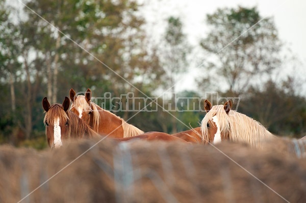 Three horse faces looking over a row of round bales of hay