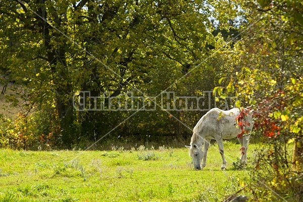 Grey horse grazing on autumn pasture