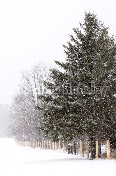 Farm scene in a snowstorm. 