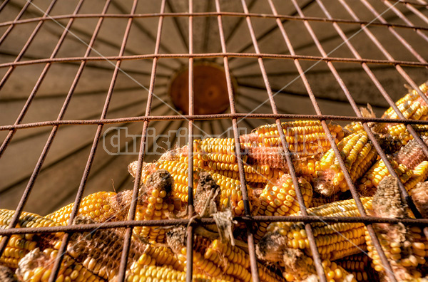 Corn crib full of corn