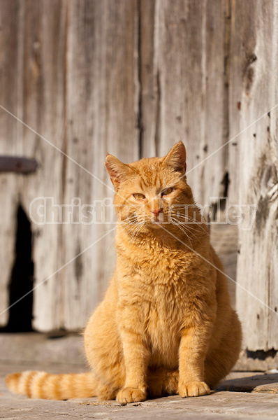 Orange barn cat