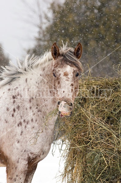 Appaloosa Horse