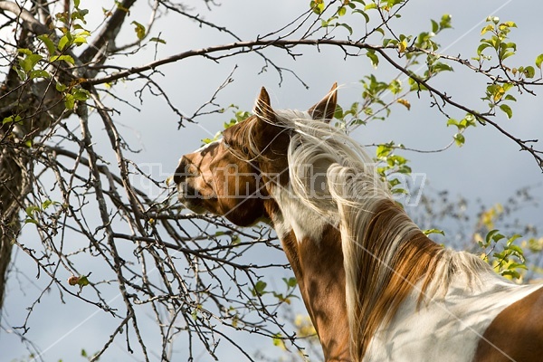 Paint horse eating leaves off tree branch