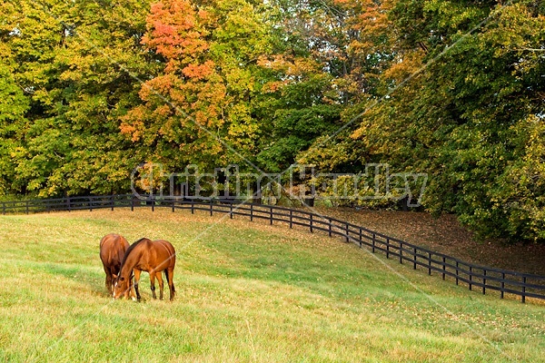 Two horses grazing on autumn pasture