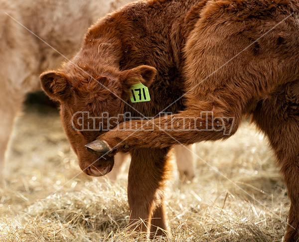 Baby beef calf