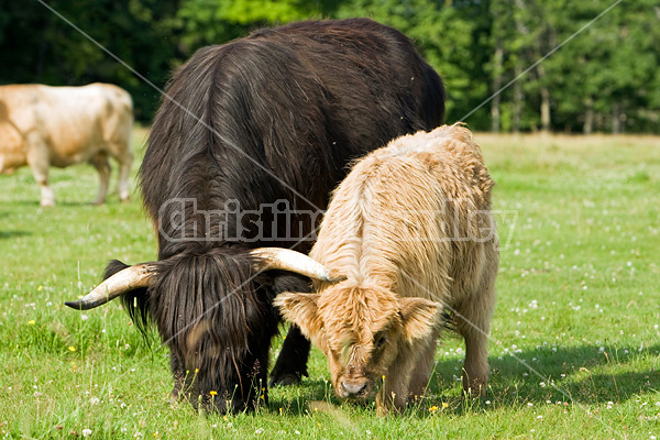 Highland cows