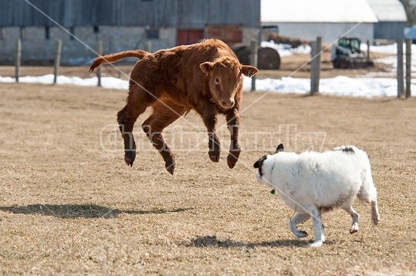 Young Beef Calf and Dog