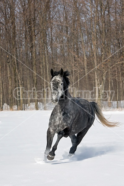 Hanoverian mare galloping through deep snow