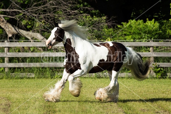 Gypsy horses