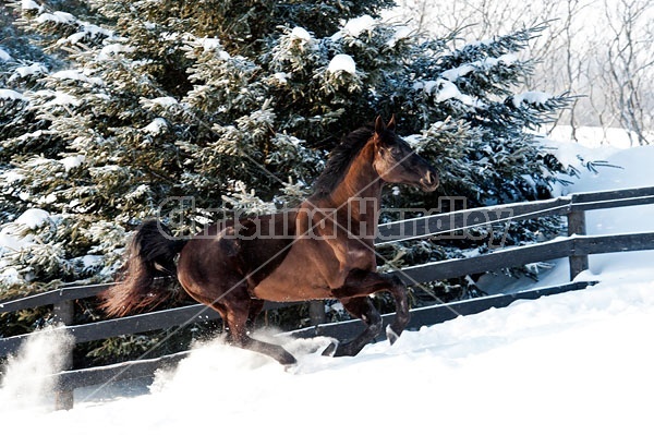 Dark bay Hanoverian horse galloping through deep snow