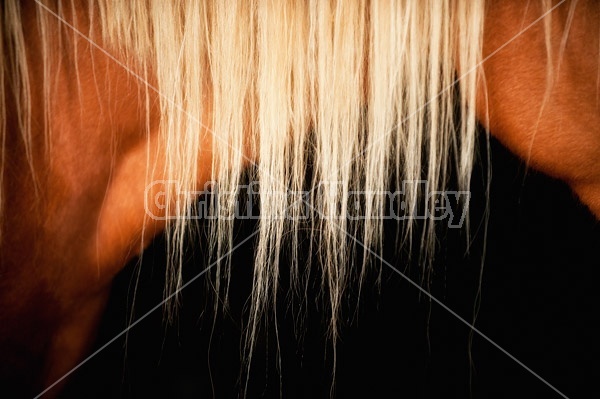 Close-up photo of blonde horse mane