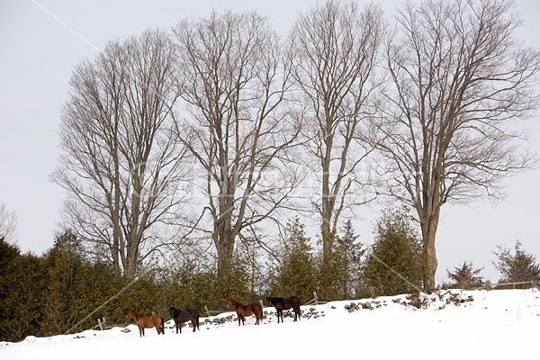 Horses outside in the snow