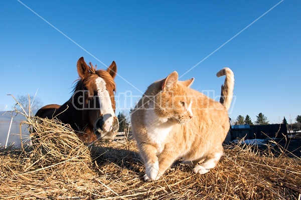 Orange barn cat and horse