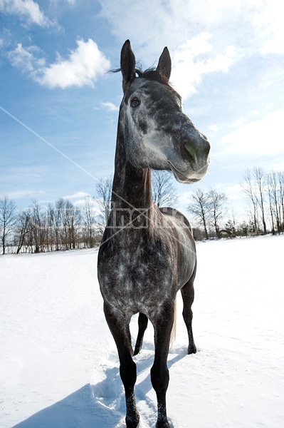 Portrait of a Hanoverian mare