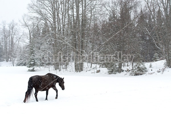 Photo of a Rocky Mountain Horse