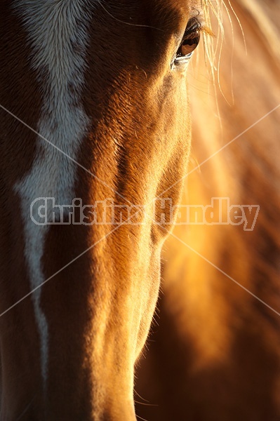 Closeup photo of horse face