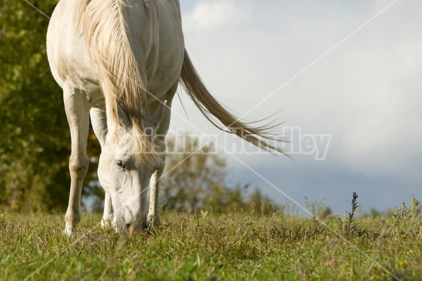 Gray horse grazing on late summer, early autumn pasture
