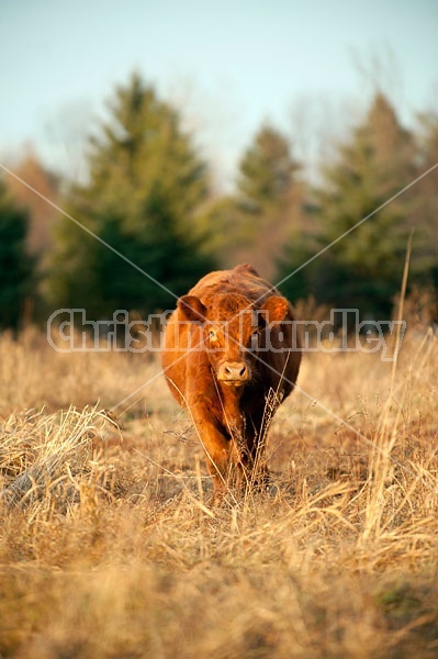 Beef heifer