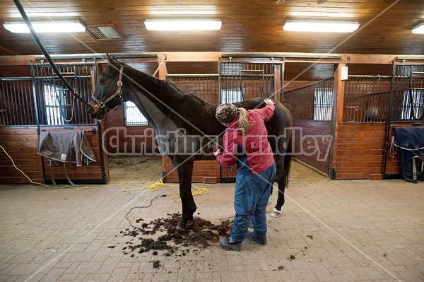 Woman clipping horse