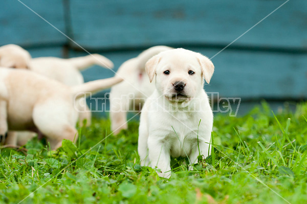 Golden Labrador puppies