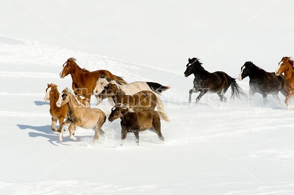 Herd of Rocky Mountain Horses Galloping in Snow