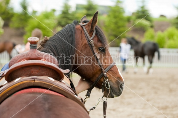 Quarter Horse Racing at Ajax Downs