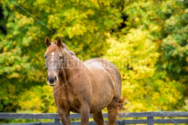 Horse on autumn pasture