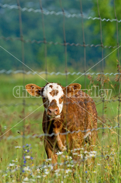 Baby beef calf standing in a field of wild flowers
