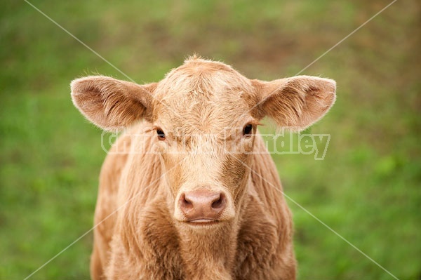 Young Charolais beef calf